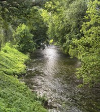 River banks overgrown with green trees. Vilnius. Lithuania