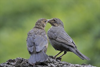 Common Blackbird (Turdus merula) female feeding juvenile, Belgium, Europe