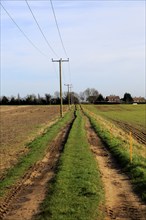 Telegraph poles carrying electricity power cables and pathway through fields Alderton, Suffolk,