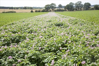 Rows of flowering potato potatoes growing in a field Suffolk, England, UK purple pink flowers