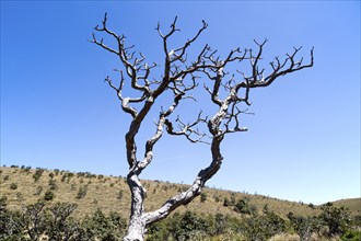 Dramatic dead Rhododendron arboreum tree branches blue sky, Horton Plains National Park, Central