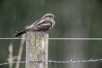 Nightjar, nightjar (Caprimulgus europaeus) sitting on a pasture fence, Emsland, Lower Saxony,