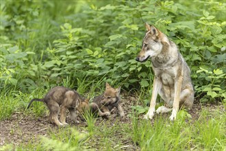 A mother wolf watches her two pups playing on the forest floor, European grey gray wolf (Canis