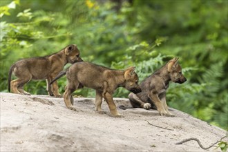 Three wolf pups explore the sandy surroundings in the forest, European grey gray wolf (Canis lupus)