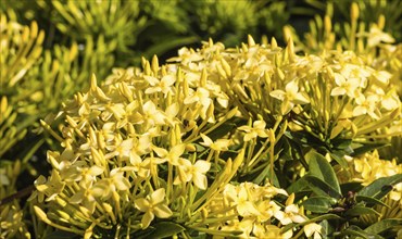 Tropical shrub with yellow flowers and evergreen leaves