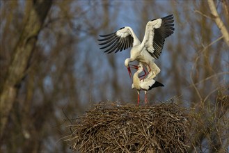 White stork (Ciconia ciconia), stork marriage, mating, copula, Altlu?heim, Germany, Europe