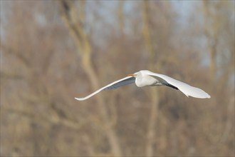 Great egret (Ardea alba) in flight in the sky, Bas-Rhin, Alsace, Grand Est, France, Europe