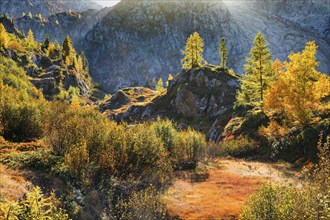 Autumn-coloured vegetation in the Valais Alps, Canton Valais, Switzerland, Europe