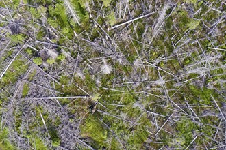 Aerial photo of dead spruces, due to infestation by bark beetles, Oderbrück, 19/07/2020