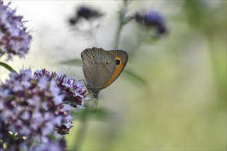 Meadow brown (Maniola jurtina) butterfly on oregano (Origanum vulgare) in the garden, Bavaria,