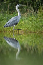 Grey heron (Ardea cinerea) hunting at a pond, Aviemore, Scotland, Great Britain