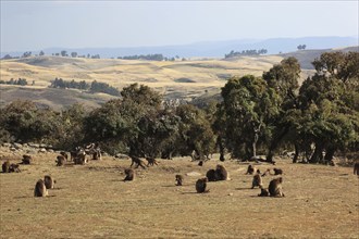 In the highlands of Abyssinia, in the Semien Mountains, landscape in the Semien Mountains National