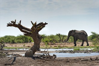 Elephant (Loxodonta africana), dead tree, steppe, dryness, drought, climate change, safari,