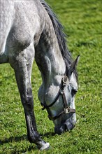 Thoroughbred horse grazing in a meadow, Irish National Stud, The Irish National Stud & Gardens,