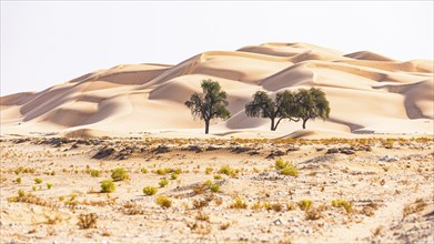 Trees in front of curving sand dunes, green vegetation in front, Rub al Khali desert, Dhofar