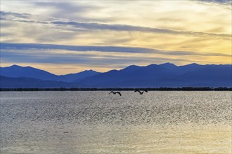 Lake Kerkini, Lake Kerkini, morning mood, silhouette, Central Macedonia, Greece, Europe