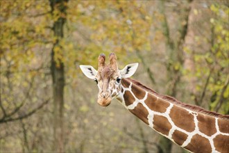 Reticulated giraffe (Giraffa camelopardalis reticulata), portrait, Germany, Europ, Europe