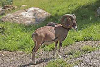 European mouflon (Ovis gmelini musimon), mouflon deer