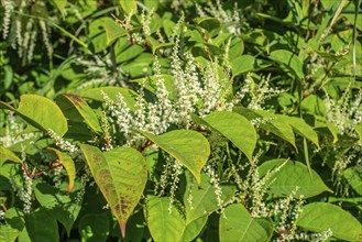 Flowering Japanese Knotweed (Fallopia Japonica), an invasive piece in a forest clearing in Ystad,