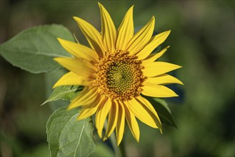 Sunflower, Germany, Europe