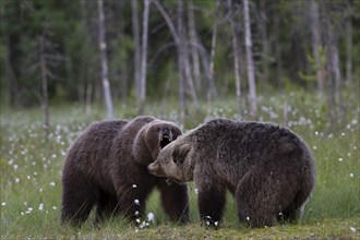 European brown bear, Karelia, Finland, Europe