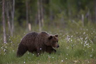 European brown bear, Karelia, Finland, Europe