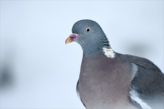 Wood pigeon (Columba palumbus), portrait, in the snow, winter feeding, Oberhausen, Ruhr area, North