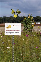 Flowering strips on an open-air area of a horticultural farm, autumn plants, heather plants, the