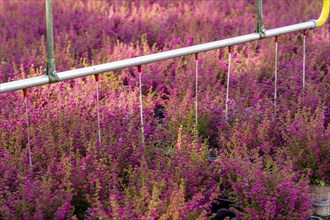 Automatic irrigation on an outdoor area of a horticultural business, autumn plants, heather plants,