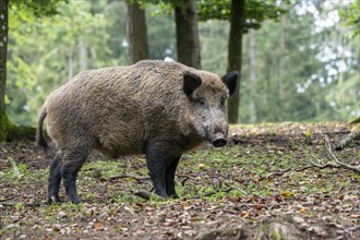 Wild boar (Sus scrofa), boar, Vulkaneifel, Rhineland-Palatinate, Germany, Europe