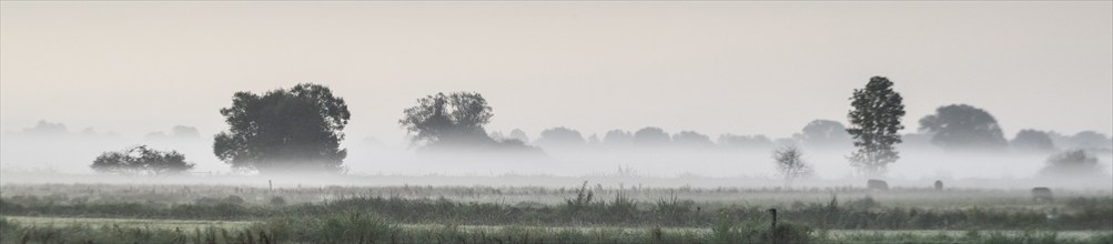 Rising morning mist in the Borgfelder Wümmewiesen nature reserve, Bremen, Germany, Europe