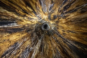 View upwards inside a hollow tree, tropical rainforest, Corcovado National Park, Osa Peninsula,