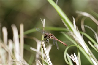 Common Darter (Sympetrum striolatum), male, red, grass, Germany, The dragonfly is sitting on a