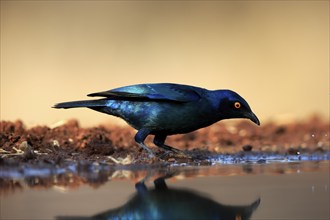 Red-shouldered Glossy Starling (Lamprotornis nitens), adult, at the water, drinking, Kruger