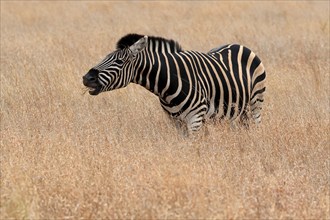 Burchell's zebra (Equus quagga burchelli), Burchell's zebra, adult, feeding, Kruger National Park,