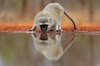 Vervet Monkey (Chlorocebus pygerythrus), adult, drinking, at the water, Kruger National Park,