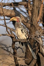 Southern Yellow-billed Hornbill, Red-ringed Hornbill (Tockus leucomelas), adult, on wait, Kruger