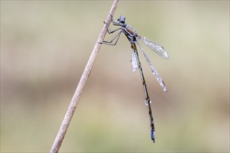 Lestes virens (Lestes virens), Emsland, Lower Saxony, Germany, Europe