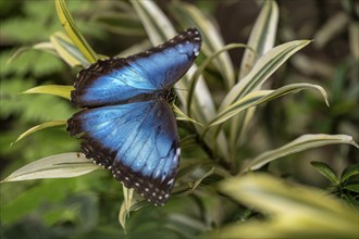 Morpho helenor, blue morpho butterfly sitting on a leaf, Alajuela province, Costa Rica, Central