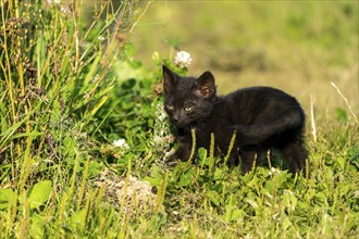 Domestic cat, 8-week-old kitten, Vulkaneifel, Rhineland-Palatinate, Germany, Europe