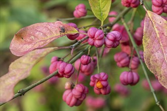 European spindle bush (Euonymus europaeus), Emsland, Lower Saxony, Germany, Europe