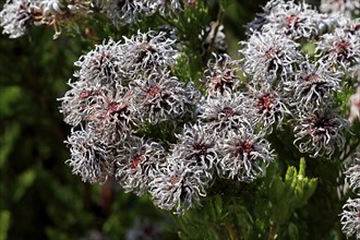 Serruria fucifolia (Serruria fucifolia), flowers, flowering, bush, fynbos, Kirstenbosch Botanical