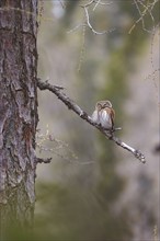 Pygmy owl (Glaucidium passerinum), Luce, Mountain area, Luce, Styria, Slovenia, Europe