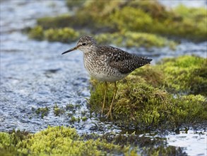 Wood Sandpiper (Tringa glareola), adult, standing at edge of stream, Finmark, Norway, Europe