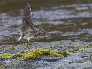 Wood Sandpiper (Tringa glareola), adult, standing on a stone in a stream, displaying and calling,