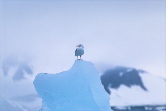 Glaucous gull (Larus hyperboreus) sitting on top on an iceberg in a arctic landscape, Svalbard