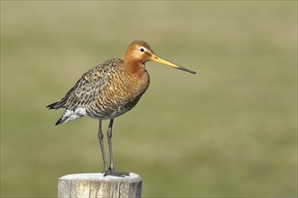 Black-tailed godwit (limosa limosa), on perch, wet meadow, Ochsenmoor, Lake Dümmer, Lembruch, Lower