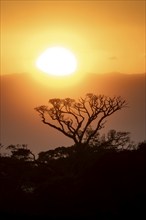 Treetops at sunset, silhouettes against the light, cloud forest, Monte Verde, Puntarenas province,