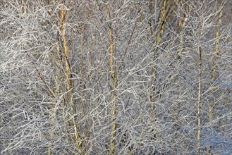 Birches (Betula), branches and twigs with hoarfrost, Arnsberg Forest nature park Park, North