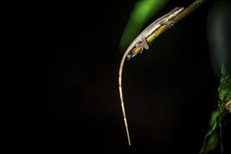 Anolis (Anolis) sitting on a stem at night, at night in the tropical rainforest, Refugio Nacional